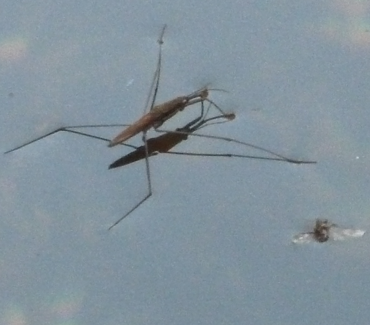 Cultura Galega da Auga